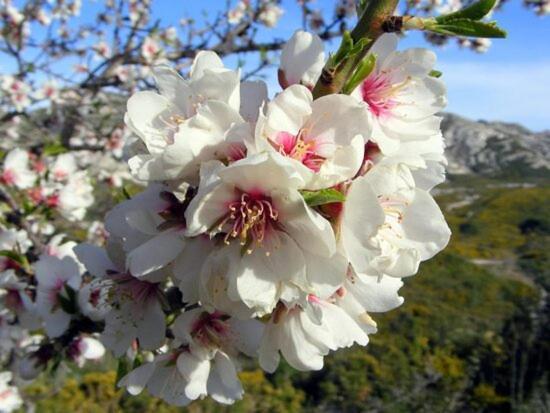 Villa La Cigale, Maussane Les Alpilles Dış mekan fotoğraf